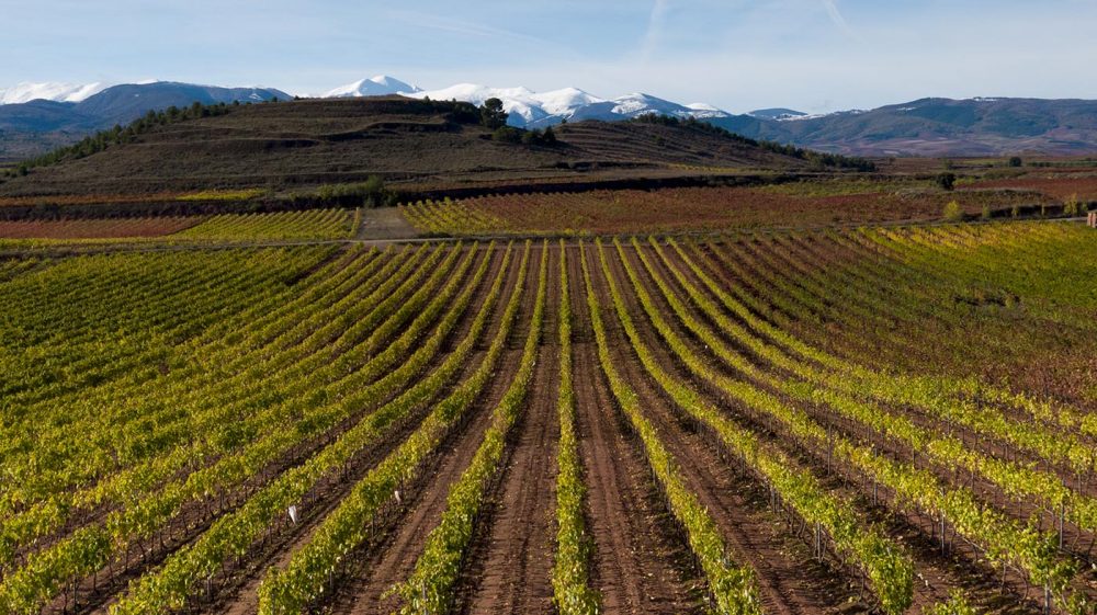 Viñedos en Otoño y San Lorenzo, La Rioja